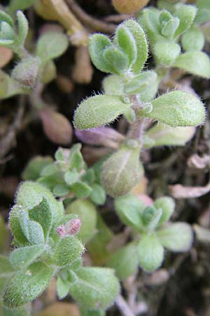 Aubrieta deltoidea / Purple Rock Cress, D Mannheim-Seckenheim 1.5.2008