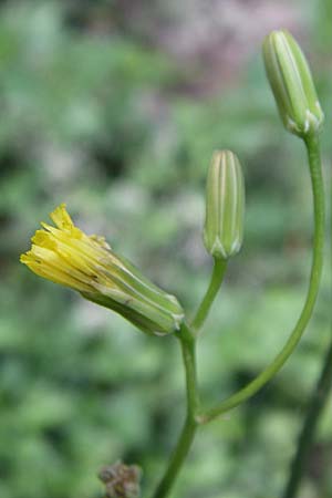 Crepis pulchra \ Glanz-Pippau / Small-Flowered Hawk's-Beard, D Dhaun 16.6.2008