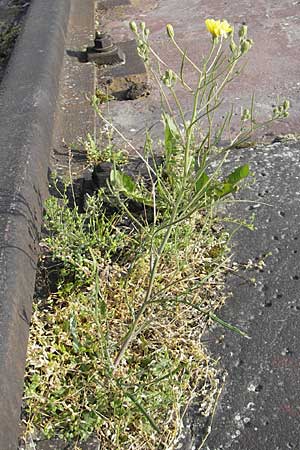 Crepis tectorum, Dach-Pippau