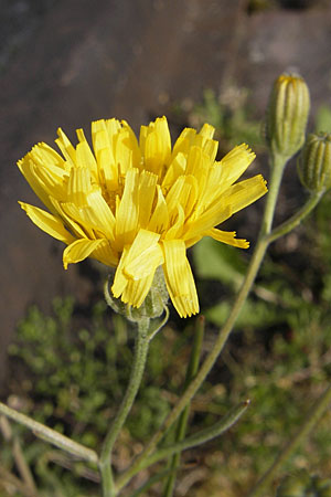 Crepis tectorum \ Dach-Pippau / Narrow-Leaved Hawk's-Beard, D Mannheim 6.5.2009