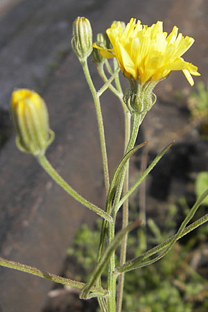 Crepis tectorum \ Dach-Pippau, D Mannheim 6.5.2009