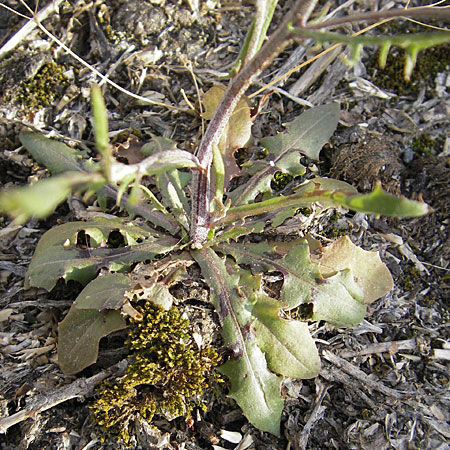 Crepis tectorum \ Dach-Pippau, D Mannheim 6.5.2009