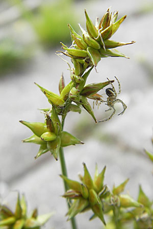 Carex spicata \ Stachel-Segge, Korkfrchtige Segge / Spicate Sedge, Prickly Sedge, D Mannheim 16.5.2009