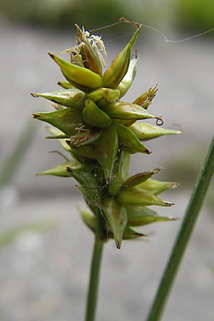 Carex spicata \ Stachel-Segge, Korkfrchtige Segge / Spicate Sedge, Prickly Sedge, D Mannheim 16.5.2009