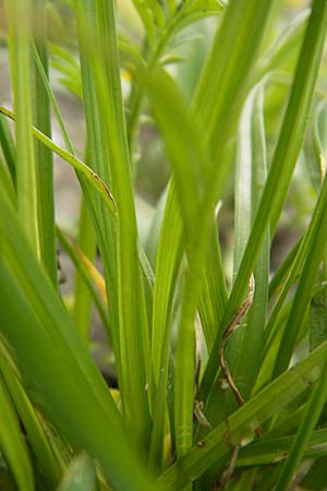 Carex spicata \ Stachel-Segge, Korkfrchtige Segge / Spicate Sedge, Prickly Sedge, D Mannheim 16.5.2009