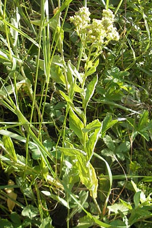 Lepidium draba / Hoary Cress, D Mannheim 6.6.2010