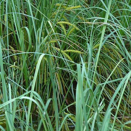 Carex rostrata \ Schnabel-Segge, D Schwarzwald, Kaltenbronn 7.7.2012