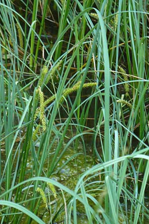 Carex rostrata \ Schnabel-Segge, D Schwarzwald, Kaltenbronn 7.7.2012