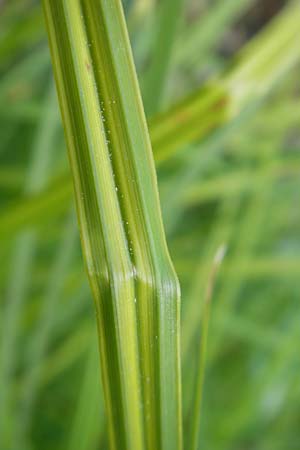 Carex elata \ Steife Segge / Tufted Sedge, D Mannheim 5.5.2011