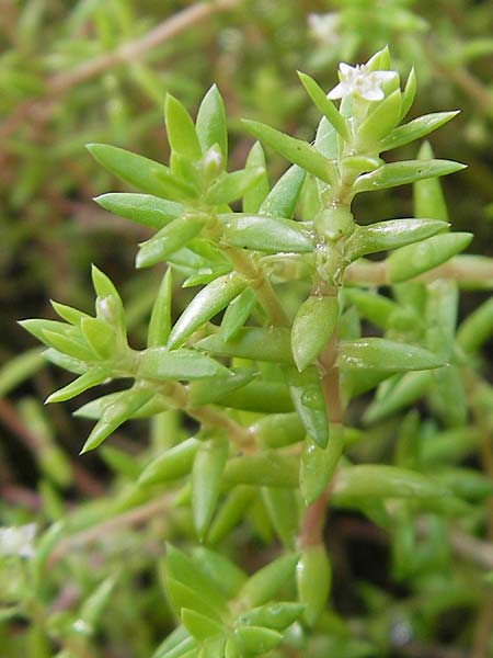 Crassula helmsii / Swamp Stonecrop, New Zealand Pygmyweed, D Schauernheim 18.7.2011