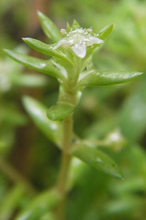 Crassula helmsii / Swamp Stonecrop, New Zealand Pygmyweed, D Schauernheim 18.7.2011