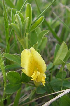 Cytisus ratisbonensis \ Regensburger Zwergginster / Regensburg Broom, D Eching 5.5.2012