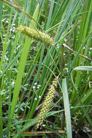 Carex rostrata \ Schnabel-Segge, D Schwarzwald, Kaltenbronn 7.7.2012