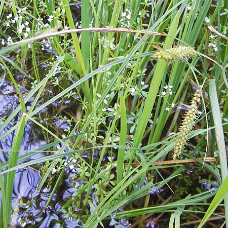 Carex rostrata \ Schnabel-Segge, D Schwarzwald, Kaltenbronn 7.7.2012