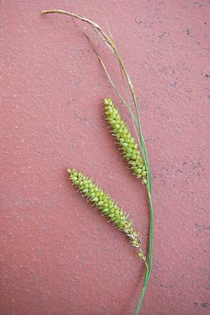 Carex rostrata / Bottle Sedge, D Black-Forest, Kaltenbronn 7.7.2012