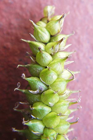 Carex rostrata / Bottle Sedge, D Black-Forest, Kaltenbronn 7.7.2012