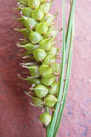 Carex rostrata \ Schnabel-Segge, D Schwarzwald, Kaltenbronn 7.7.2012