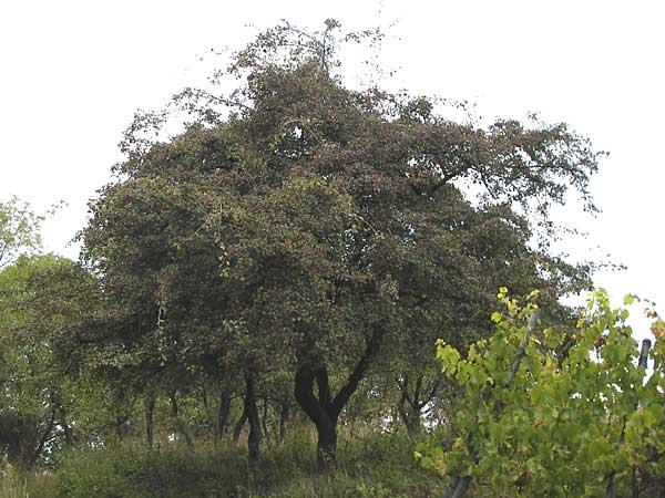 Crataegus rhipidophylla subsp. rhipidophylla \ Grokelch-Weidorn / Midland Hawthorn, D Hemsbach 25.9.2012