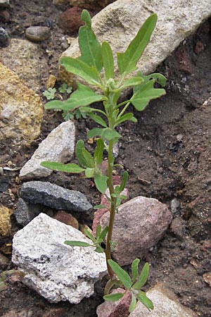 Chenopodium ficifolium \ Feigenblättriger Gänsefuß / Fig-Leaved Goosefoot, D Groß-Gerau 28.9.2012