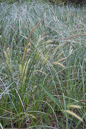 Carex rostrata \ Schnabel-Segge / Bottle Sedge, D Schwarzwald/Black-Forest, Kaltenbronn 18.6.2013