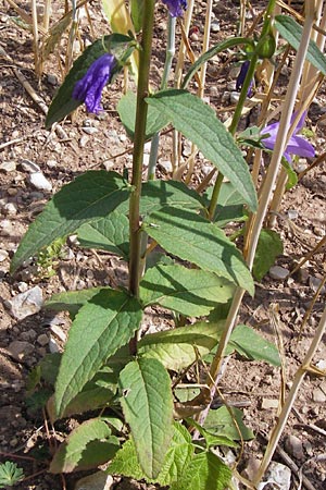 Campanula rapunculoides \ Acker-Glockenblume / Creeping Bellflower, D Friedewald 27.7.2013