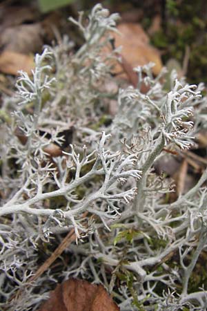 Cladonia rangiferina \ Rentier-Flechte / Reindeer Lichen, D Wetter 7.9.2013