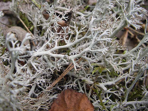 Cladonia rangiferina \ Rentier-Flechte / Reindeer Lichen, D Wetter 7.9.2013