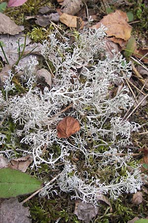 Cladonia rangiferina \ Rentier-Flechte / Reindeer Lichen, D Wetter 7.9.2013