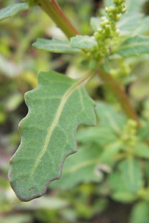 Chenopodium glaucum \ Blaugrner Gnsefu / Oak-Leaved Goosefoot, Glaucous Goosefoot, D Mannheim 9.9.2013