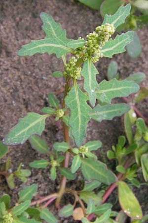 Chenopodium glaucum \ Blaugrner Gnsefu / Oak-Leaved Goosefoot, Glaucous Goosefoot, D Mannheim 9.9.2013