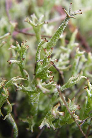 Cladonia rangiformis \ Gesprenkelte Becher-Flechte / Reindeer Moss, D Lorsch 5.4.2014