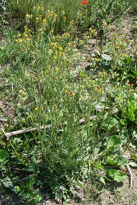 Crepis setosa \ Borstiger Pippau, D Lampertheim 18.6.2008