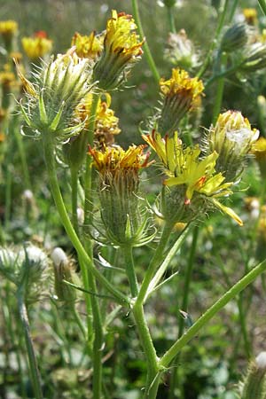 Crepis setosa / Bristly Hawk's-Beard, D Lampertheim 18.6.2008