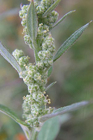 Chenopodium strictum \ Streifen-Gnsefu / Striped Goosefoot, Lateflowering Goosefoot, D Weinheim an der Bergstraße 3.9.2008