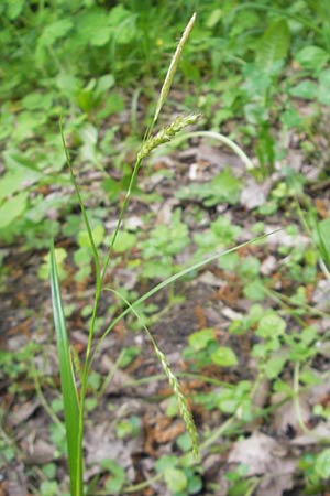 Carex sylvatica \ Wald-Segge / Wood Sedge, D Hambrücken 29.4.2009