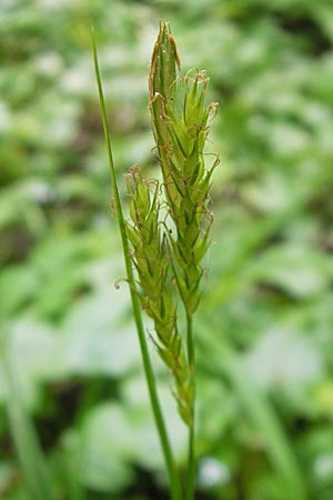 Carex sylvatica \ Wald-Segge / Wood Sedge, D Lampertheim 1.5.2009