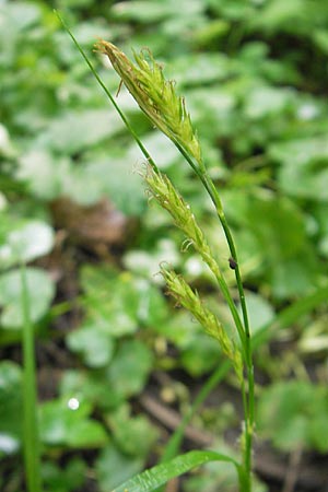 Carex sylvatica \ Wald-Segge / Wood Sedge, D Lampertheim 1.5.2009