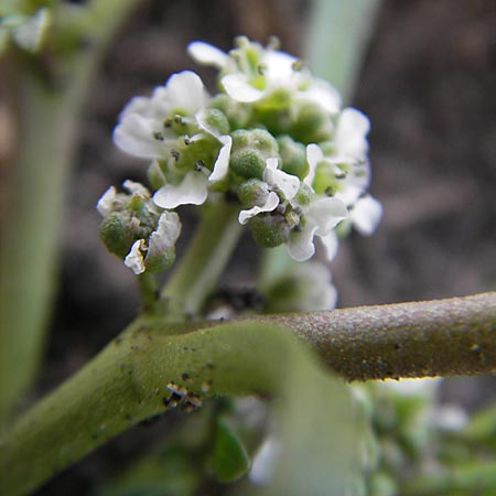 Lepidium coronopus \ Niederliegender Krhenfu / Greater Swine Cress, D Groß-Gerau 20.6.2009