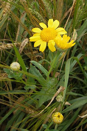 Glebionis segetum / Corn Marygold, D Wetzlar 11.7.2009