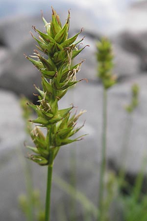 Carex spicata \ Stachel-Segge, Korkfrchtige Segge / Spicate Sedge, Prickly Sedge, D Mannheim 10.5.2010