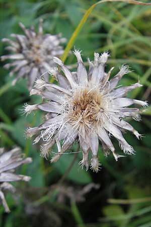 Centaurea scabiosa \ Skabiosen-Flockenblume / Greater Knapweed, D Mannheim 10.10.2010