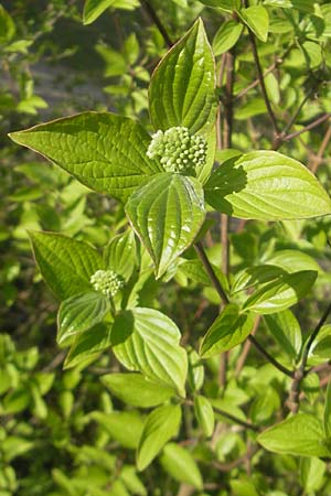 Cornus sanguinea \ Blutroter Hartriegel, Roter Hartriegel / Dogwood, D Mannheim 7.4.2011