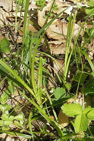 Carex sylvatica \ Wald-Segge / Wood Sedge, D Hambrücken 9.4.2011