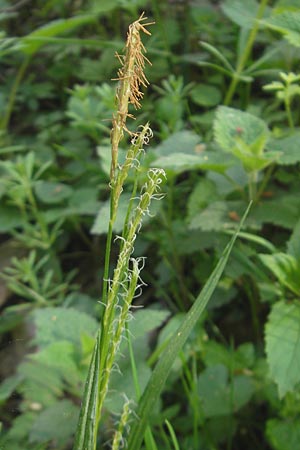 Carex sylvatica \ Wald-Segge / Wood Sedge, D Bruchsal 9.4.2011