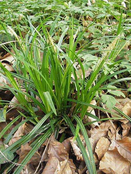 Carex sylvatica \ Wald-Segge / Wood Sedge, D Hambrücken 9.4.2011