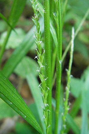 Carex strigosa / Thin-Spiked Wood Sedge, D Bruchsal 13.5.2011