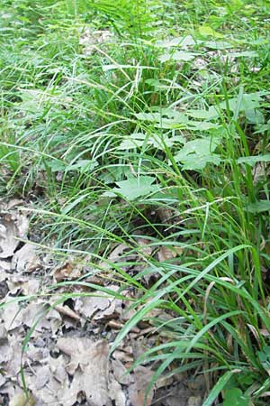 Carex strigosa / Thin-Spiked Wood Sedge, D Bruchsal 13.5.2011