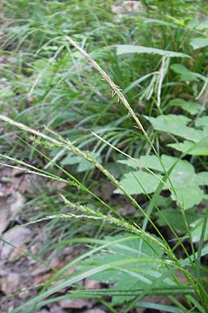 Carex strigosa / Thin-Spiked Wood Sedge, D Bruchsal 13.5.2011