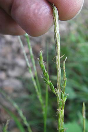Carex strigosa / Thin-Spiked Wood Sedge, D Bruchsal 13.5.2011