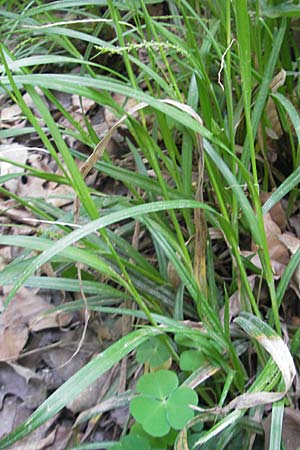 Carex strigosa \ Dnnhrige Segge / Thin-Spiked Wood Sedge, D Bruchsal 13.5.2011